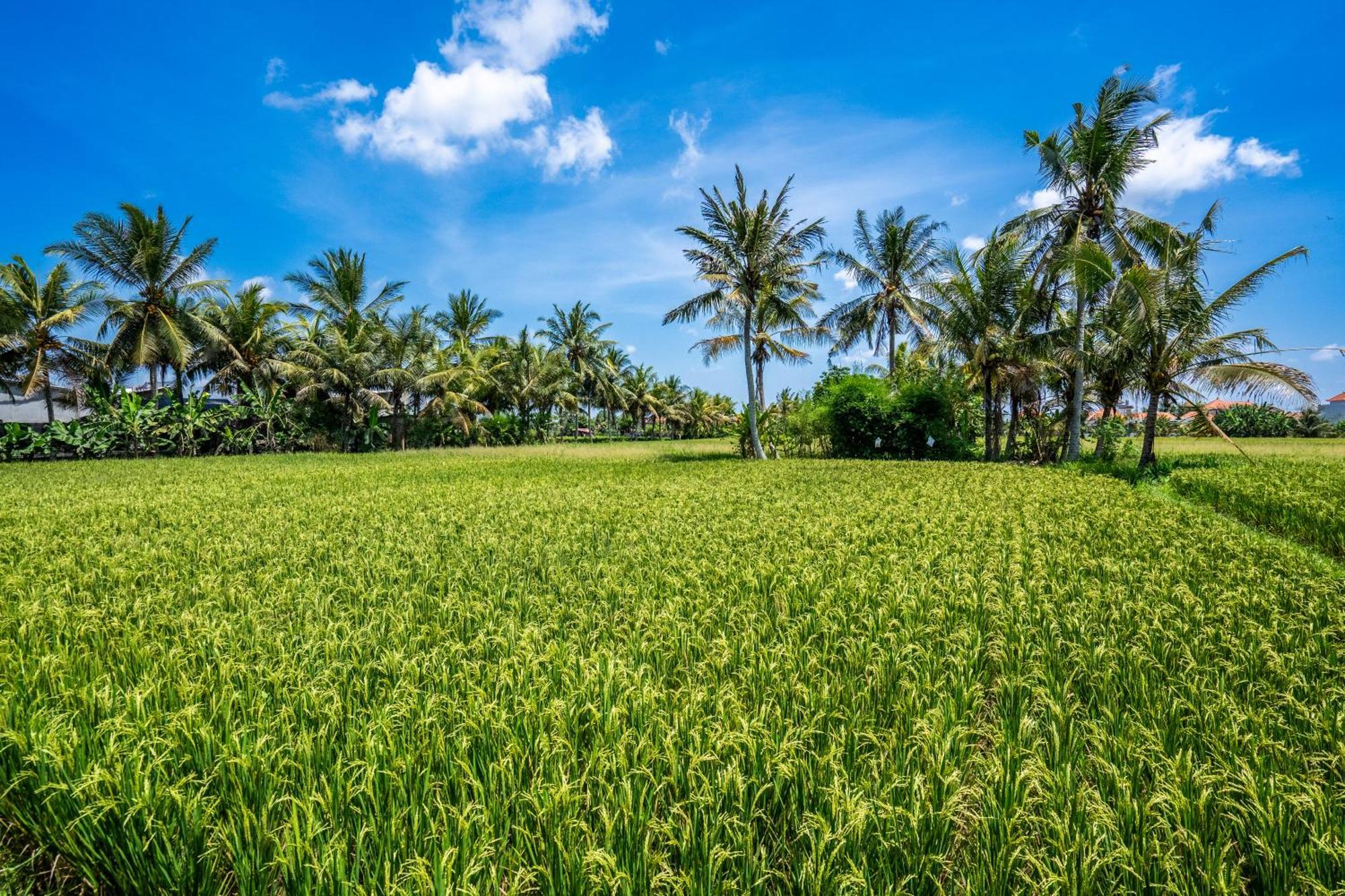 Green Flow Ubud Villas III Экстерьер фото